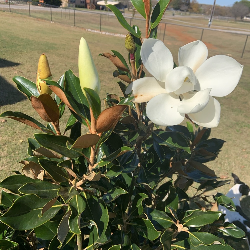 SOLD    3 pc- Sexy orange-yellow bikini & thong